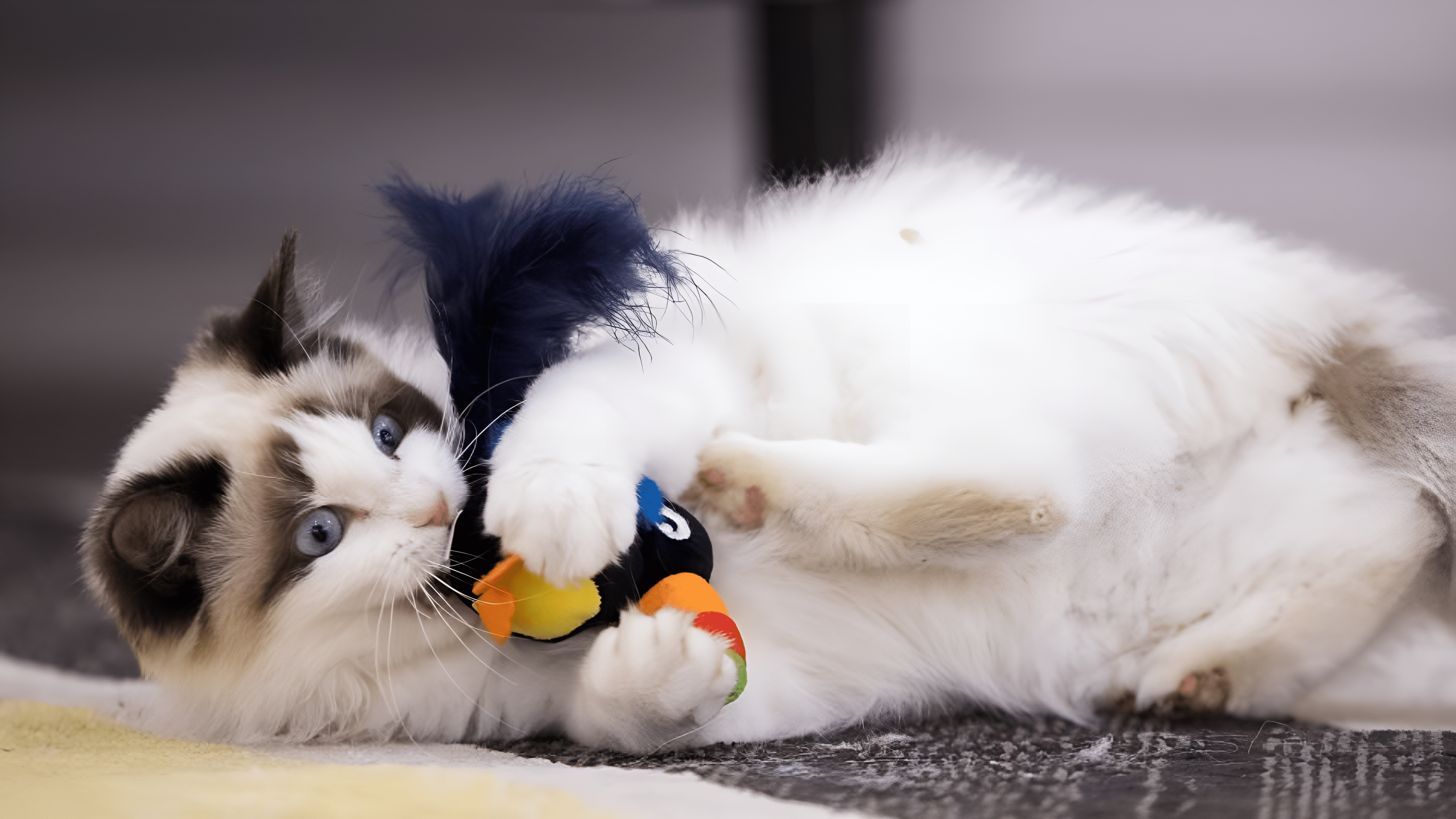 Make Every Day More Fun With Pet Toys