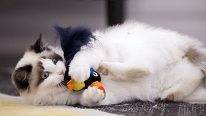 Make Every Day More Fun With Pet Toys