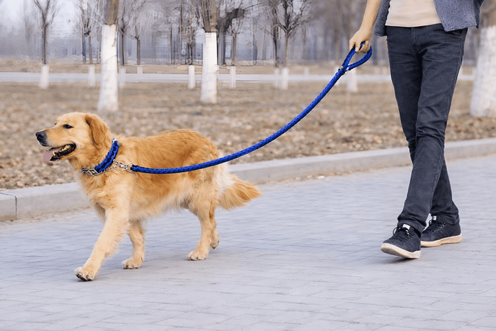 Enjoy Better Walks With the Right Pet Leash