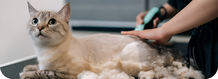Make Grooming Easier With Practical Pet Tools