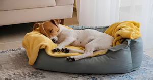 Create a Cozy Space With Pet Beds